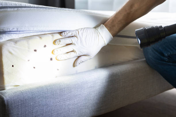 Best Emergency Pest Control  in Estelle, LA